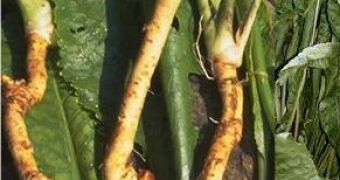 Benefits from Horseradish