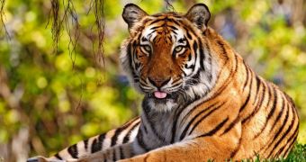 Bengal Tiger Is Beaten to Death by Angry Villagers in Bangladesh