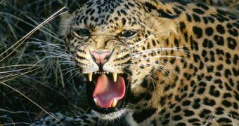 A rawring leopard