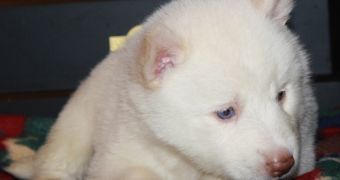 Siberian Husky puppy scams hitting inboxes