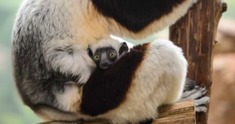 Baby sifaka makes its public debut at Saint Louis Zoo in the US