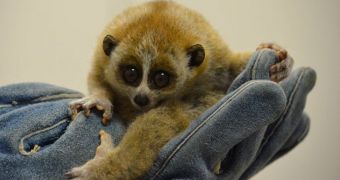 Zoo in Ohio announces the birth of a baby pygmy slow loris