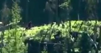 Alleged Bigfoot is spotted in Canada