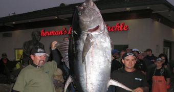 Biggest Yellowfin Tuna Caught on Rod and Reel Weighs 445 Lb. (201 Kg)