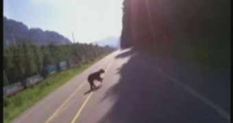 Biker speeds, hits bear on highway