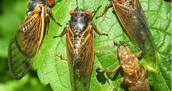 Billions of cicadas will make an appearance on the US East Coast this spring