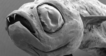 Image showing the 'vampire fish' discovered last year in the Greater Mekong area