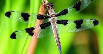 The new catalog details some 5,747 species dragonflies and damselflies