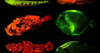 More than 180 species of fish were found to display biofluorescence in a new study