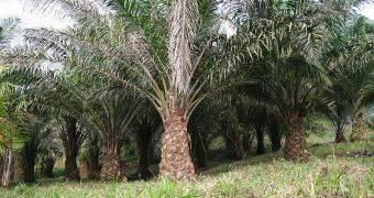Oil palm tree (Elaeis guineensis)