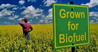 The advantages and disadvantages of biofuel