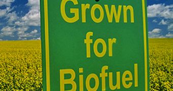 Researchers warn that, under certain circumstances, biofuels can harm the environment more than fossil fuels