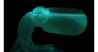 Bioluminescent Bacteria Light Up 3D Printed Squid
