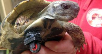 Tortoise is fitted with Lego wheel after losing its own leg