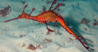 Birch Aquarium announces the birth of seven baby seadragons