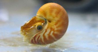 Birch Aquarium welcomes baby nautilus