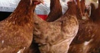 Bird Flu Deaths Raise to 107