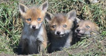 Three fox cubs now call a bird reserve their home
