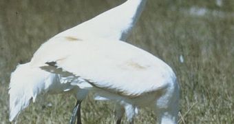 The whooping crane is just one of Canada's endangered bird species