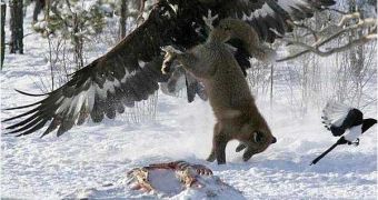 Golden eagle attacking a red fox