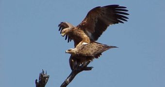 Tawny eagles mating