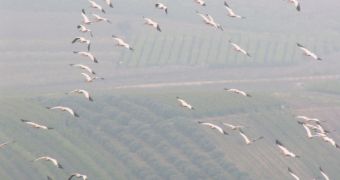 Migrating birds know where they are going thanks to a region of their brains known as cluster N