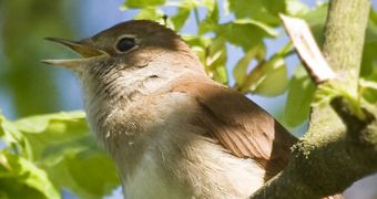 Birds do not actually sing, experts establish in a new study