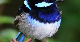 The fairy-wren showed incredible "talent" in learning foreign alarm signals