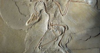 Archaeopteryx is the earliest and most primitive bird known