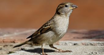The house sparrow lives near human settlements, unwillingly protecting them from WNV