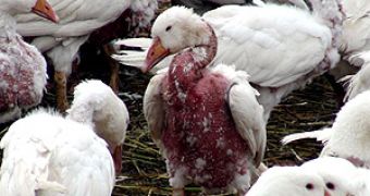 Birds Tortured to Make Warm and Pricey Winter Coats