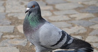 Authorities in Wooster, US, want to put local pigeons on the pill