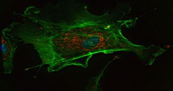 A photo showing a fluorescent stained cell in vivo