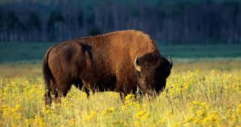 Bison Are Shrinking, Climate Change Is to Blame