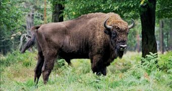 Germany takes steps towards reintroducing bison in the wild