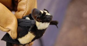 Bat resembling a panda bear is discovered in South Sudan