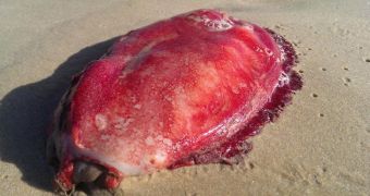 Odd blob-like creature found lying on a beach in Australia