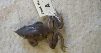 Researchers fear a bizarre frog species living in Chile has gone extinct