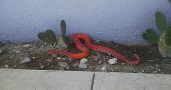 Pink rattlesnake captured in Utah, US