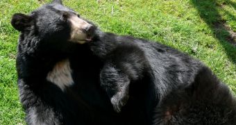 Black Bears are making a comeback in Nevada, conservationists maintain