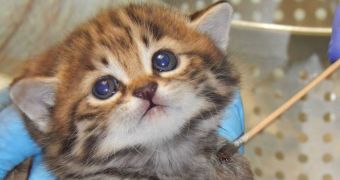 Baby black-footed kitten born at Philadelphia Zoo in the US on April 8