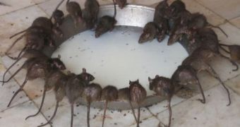 Black rats at Karni Mata (Rat Temple) in India