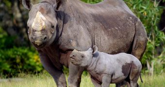 Zoo Atlanta is now home to an Eastern black rhino calf (not pictured)