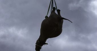 Conservationists in South Africa airlift black rhino to safety