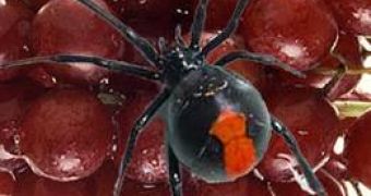 the black widow spider has a red marking on the abdomen