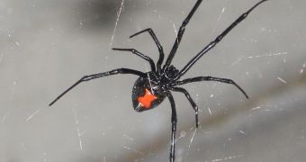 A Black Widow spider bit a golfer during the recent Women’s Australia Open