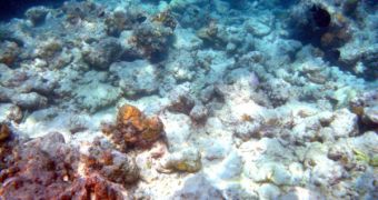 A picture of the Moofushi coral reef - due to bleaching no coral is alive today