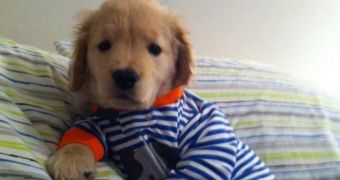 Blind Golden Retriever Puppy Named Ray Charles Wins the Hearts of Thousands