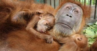 Blind Orangutan Mother Sees Its Young for the First Time