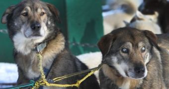 Blind Sled Dog Gets Help from Its Brother to Navigate the Snowy Landscapes